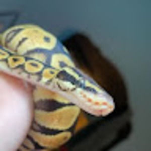 Meet your Posher, Trinity